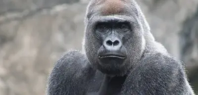Kong API Platform for Multi-Cloud and Hybrid Organizations