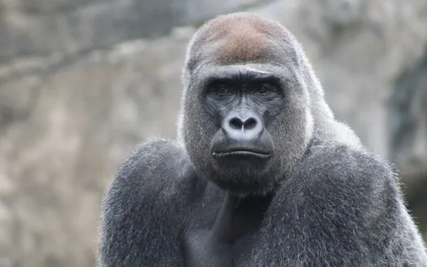 Kong API Platform for Multi-Cloud and Hybrid Organizations