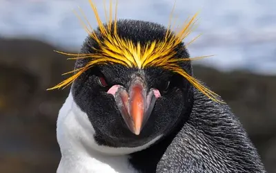 Will Linux (Finally) Win the Desktop War Because No One Else Cares?