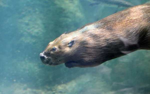 Ready for Bionic Beaver? What&#39;s New in Ubuntu 18.04