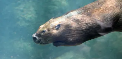 Ready for Bionic Beaver? What's New in Ubuntu 18.04